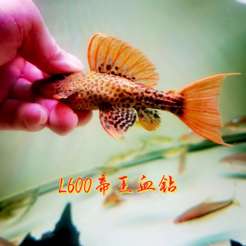 通背红L600帝王血钻坦克类异型鱼