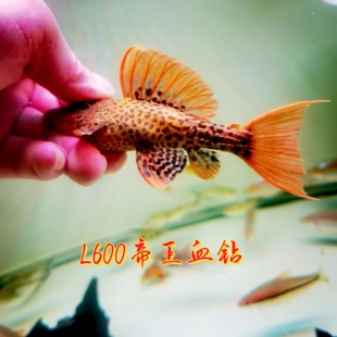 南美热带观赏鱼L600帝王血钻高端坦克类异型全背红通背红活体淡水