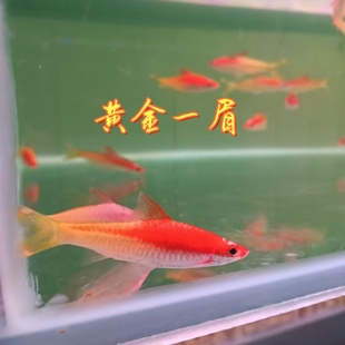 热带观赏鱼黄化一眉白化一眉黑影道人梦幻黑影紫红两点五线谱鲫