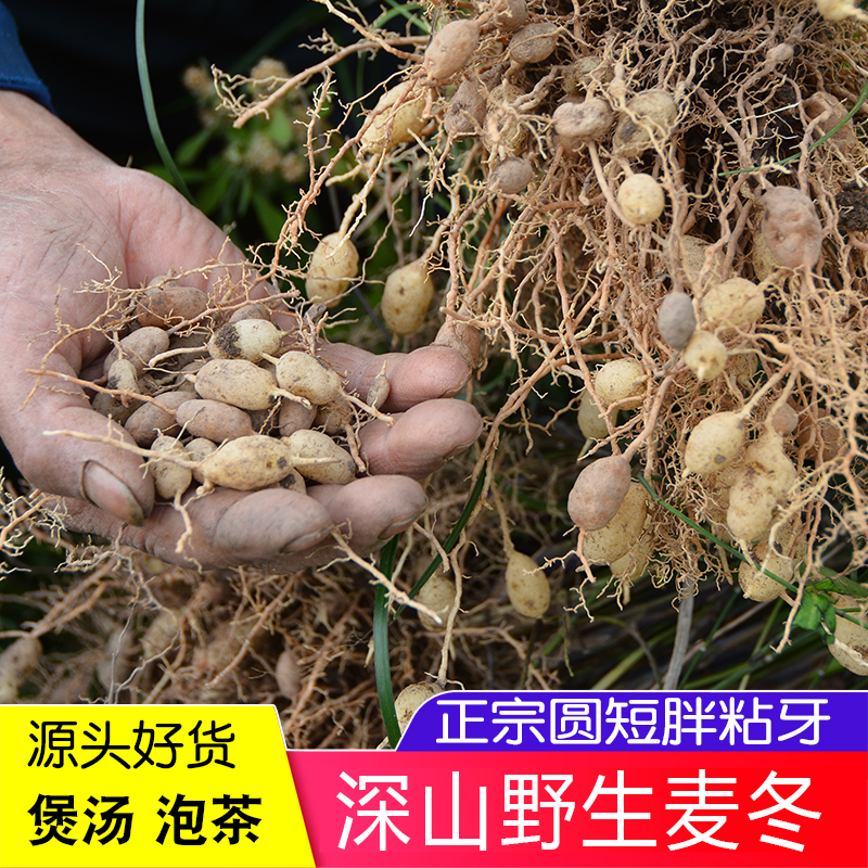 野生麦冬干500g药材泡茶农家无硫麦门冬泡水喝麦东茶另售玉竹沙参