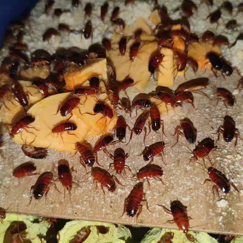 活体樱桃红蟑螂活虫壁虎守宫龙鱼角蛙鬃狮蝎子蜘蛛食物饲料口粮