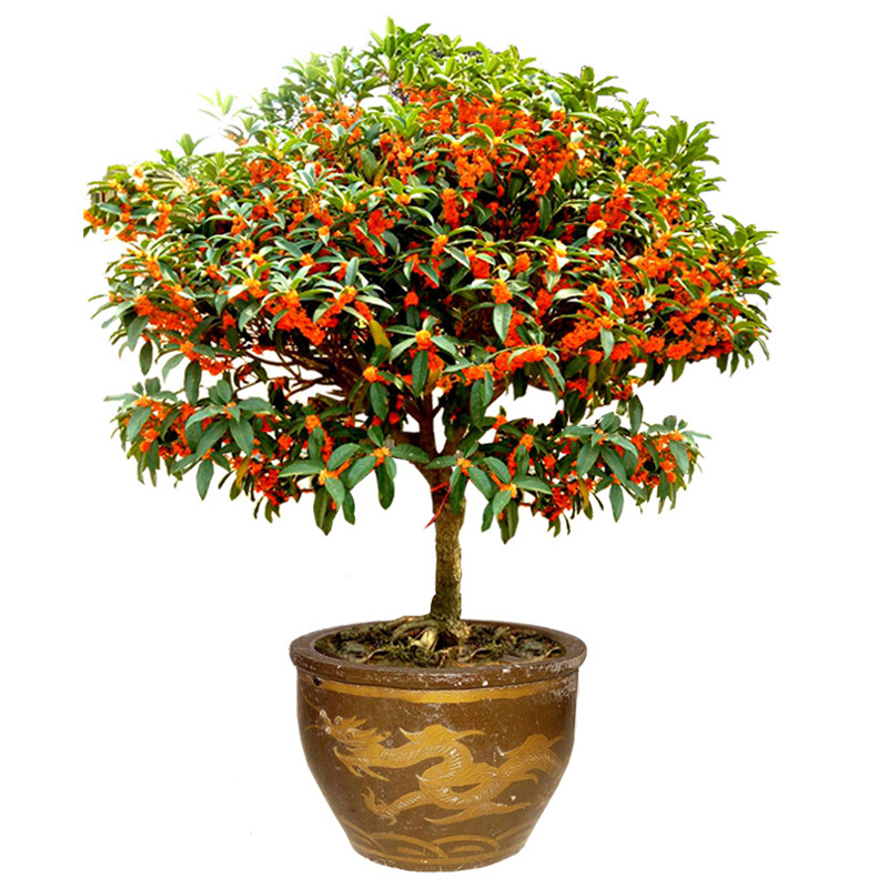 桂花树苗盆栽四季桂沉香丹桂八月金桂型庭院室内常青植物盆景