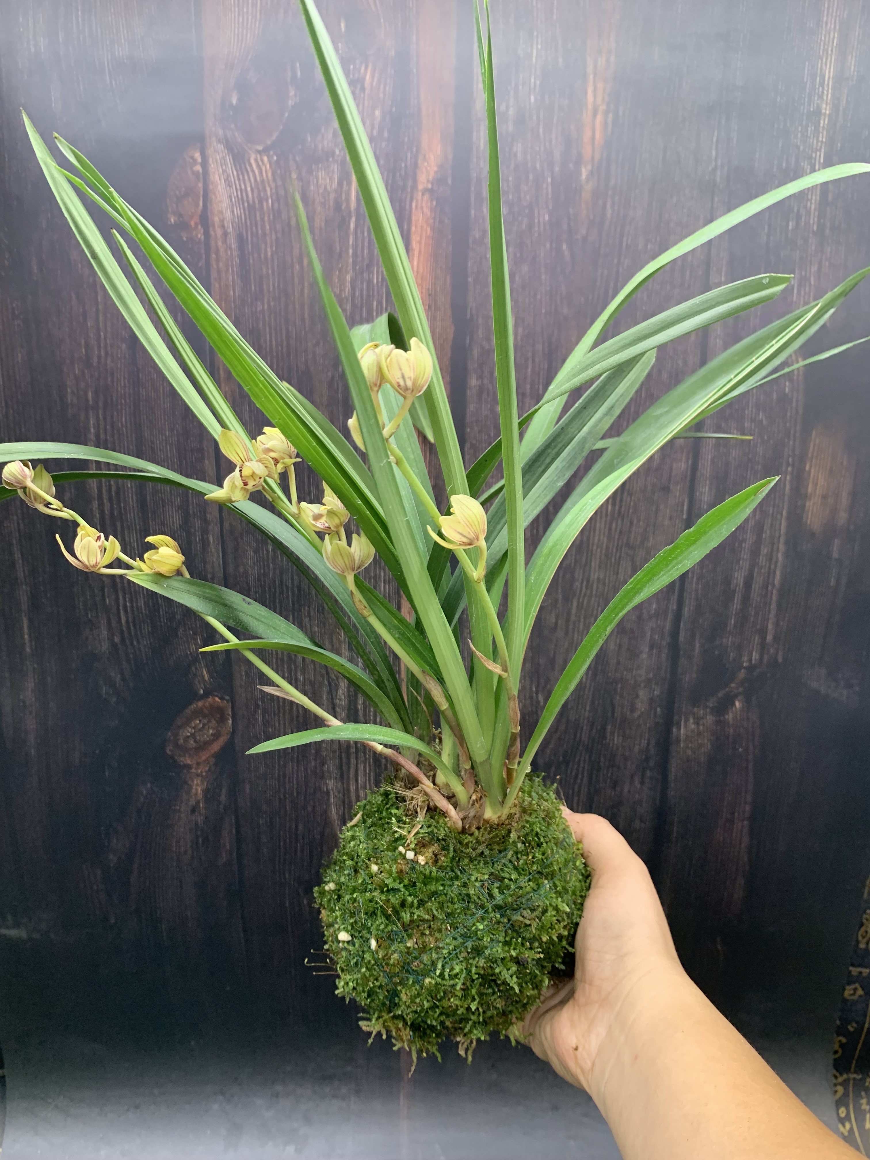 苔藓球水培植物兰花建兰金荷市长水培绿植