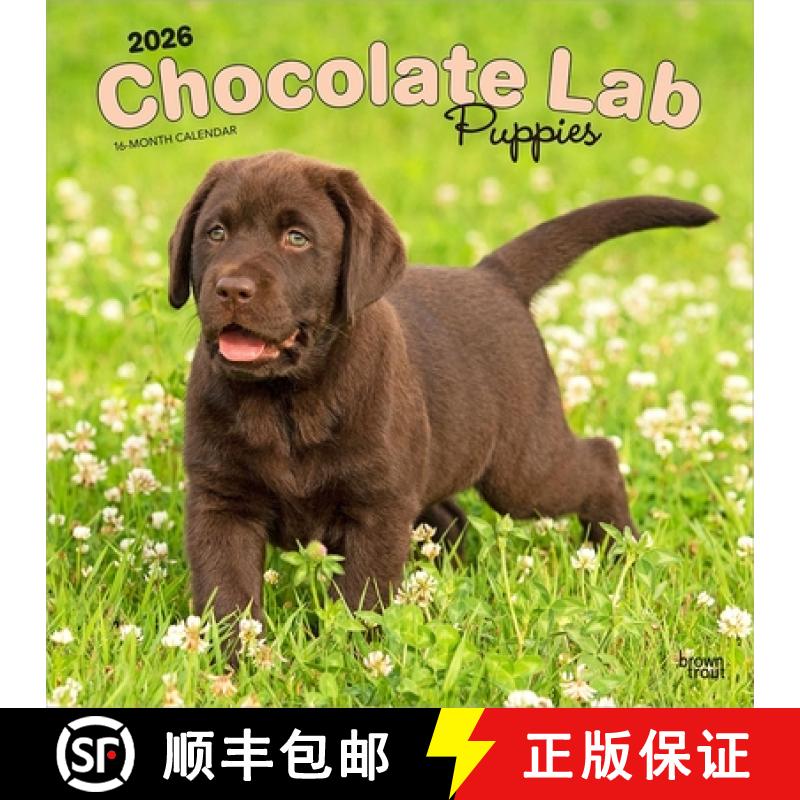 【2-3周达】Chocolate Labrador Retriever Puppies 2026 12 X 24 Inch (Hanging) Monthly Square Wall Calen... [9798330704200]