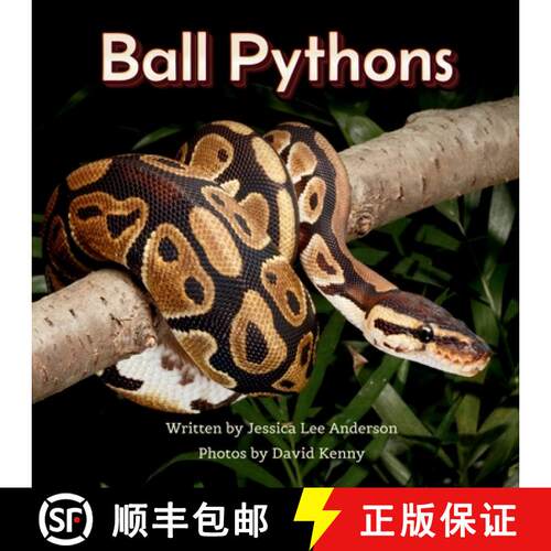 【3-4周达】Ball Pythons [9781964078311]
