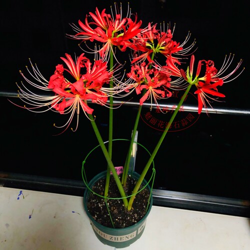 盆栽花卉3倍体红花当年开花