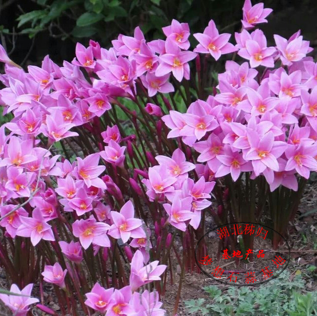 种球风雨兰重绿植盆栽室内花卉