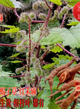 新鲜云南红活麻根荨麻草红霍麻蝎子咬人草禾麻叶红火麻大活麻杆叶