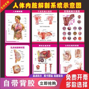 人体内脏解剖系统示意图医学人体器官心脏结构图分布图解剖图海报