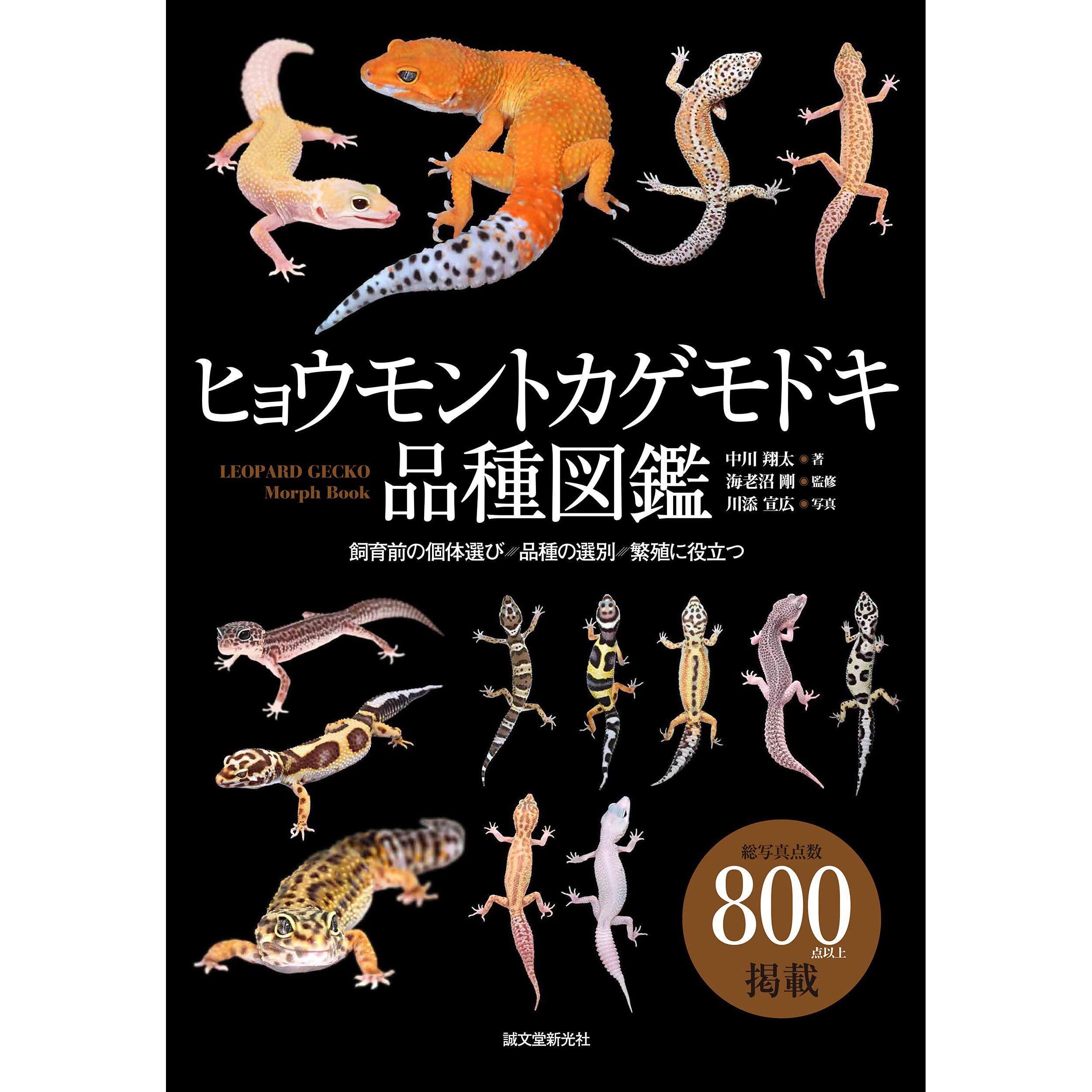 豹纹蜥蜴品种图鉴 用于选择个体 繁殖和育种中川翔太海老沼刚诚文堂新光社日文原版进口生活宠物动物图集