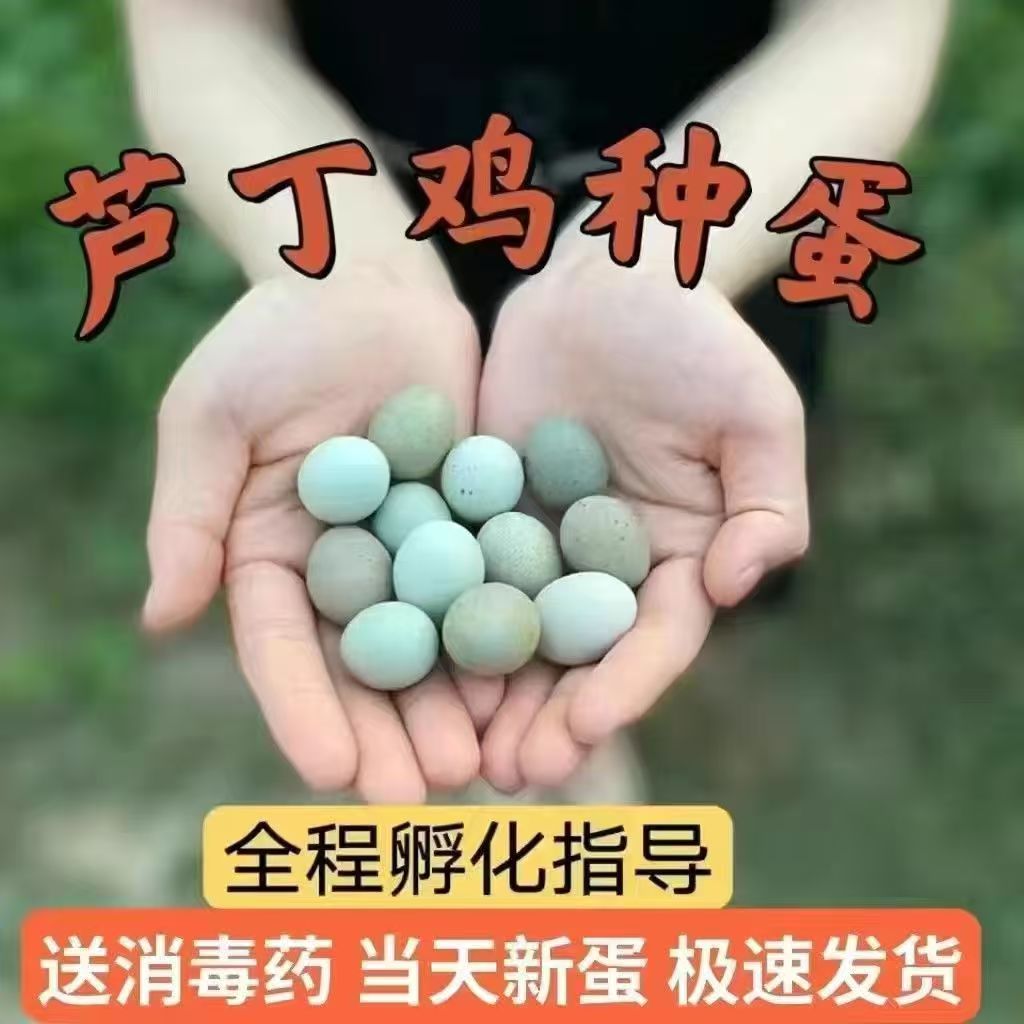 芦丁鸡种蛋受精蛋现捡现发