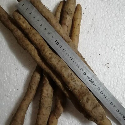 焦作温县垆土铁棍山药怀 淮山药