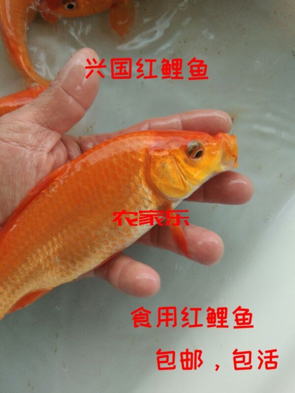 红鲤鱼苗淡水鱼塘养殖食用兴国红鲤鱼苗生长速度超快