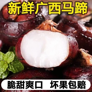广西桂林荔浦新鲜荸荠马地力蹄送礼农家自种脆甜多汁产地直发带泥