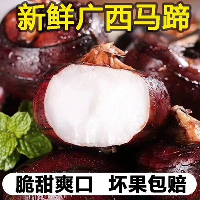 广西桂林荔浦新鲜荸荠马地力蹄送礼农家自种脆甜多汁产地直发带泥