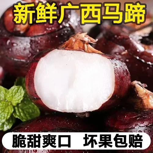 广西桂林荔浦新鲜荸荠马地力蹄送礼农家自种脆甜多汁产地直发带泥