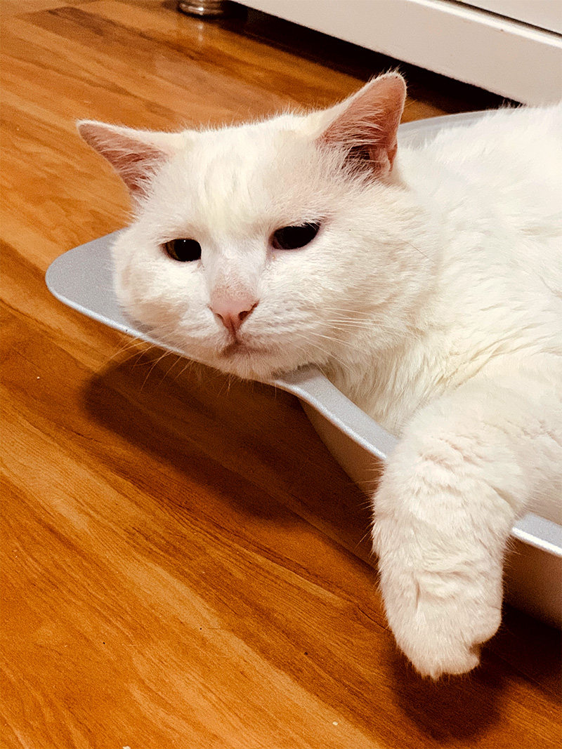 大菠萝宠物 包邮日本马露卡marukan凉垫冰垫铝猫锅猫窝夏季降温猫