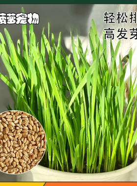 【买1送1】第二份白送高品质小麦草猫草种子去毛球症状补充维生素