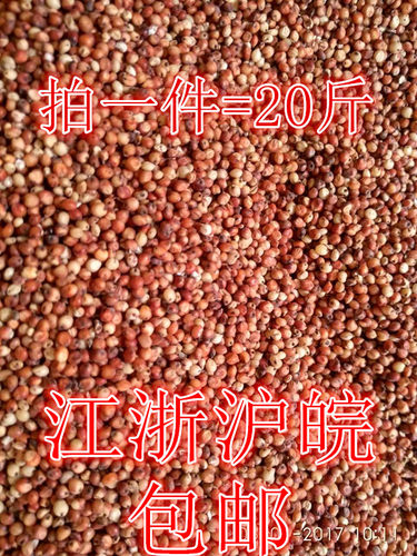 红白脱皮高梁健脾胃免邮鸽子饲料