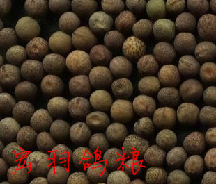 小黑豌豆 麻豌豆鹦鹉鸟食仓鼠零食/鸽饲料 赛信鸽观赏鸽粮/500g