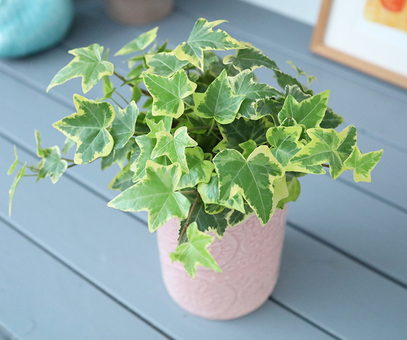 常春藤盆栽蝴蝶藤蔓植物四季常绿甲醛室内吊兰苗阳台庭院花卉客厅