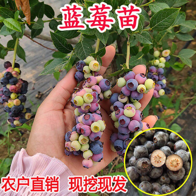 蓝莓南北方种植带果盆栽苗