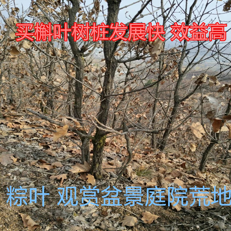 槲叶树苗槲栎头树苗丛生 老桩盆景绿化大叶包装叶橡树苗