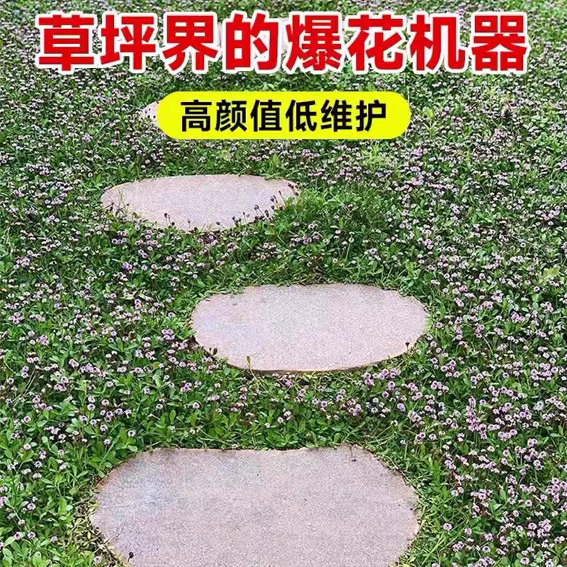 姬岩垂草耐踩踏地被植物开花草坪姬岩草耐寒会爬藤多季开花耐暴晒
