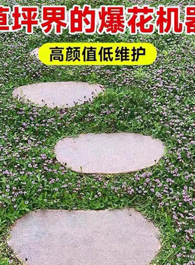 姬岩垂草耐寒耐踩踏多季开花