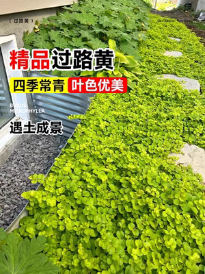 黄金过路黄盆栽多年生地被矮生植物花园庭院花坛垂吊边缘观叶常绿