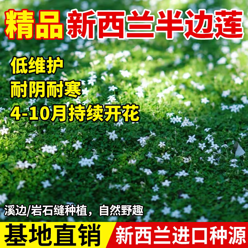 新西兰半边莲花卉绿植植物盆栽草坪真草皮铁线莲庭院绿植地被植物