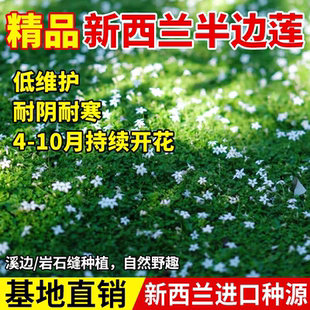 新西兰半边莲花卉绿植植物盆栽草坪真草皮铁线莲庭院绿植地被植物