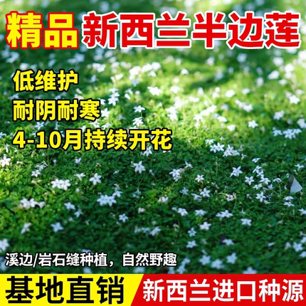 新西兰半边莲花卉绿植植物盆栽草坪真草皮铁线莲庭院绿植地被植物