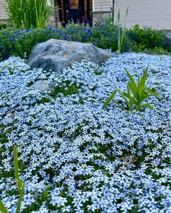 新西兰半边莲花卉绿植植物盆栽草坪真草皮铁线莲庭院绿植地被植物