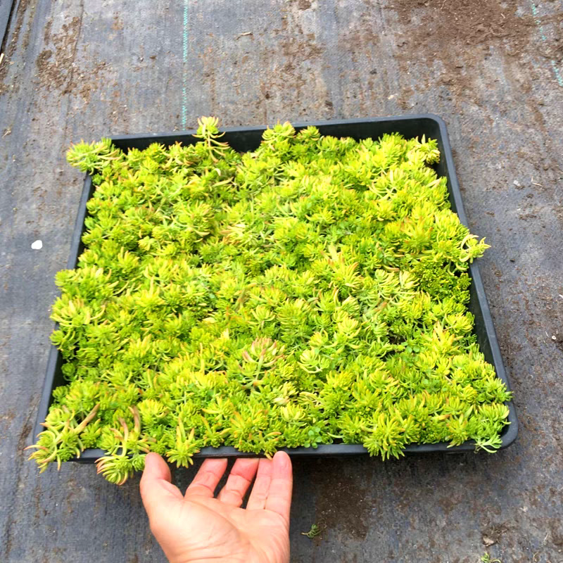 黄金佛甲草盆栽地被植物耐寒耐旱多年生庭院花园绿化草坪植物