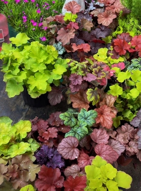 矾根绿植盆栽绿化花卉苗凡根组合多色四季观叶庭院耐阴耐寒花园