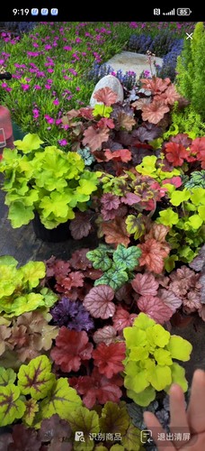 矾根绿植盆栽绿化花卉苗凡根组合多色四季观叶庭院耐阴耐寒花园