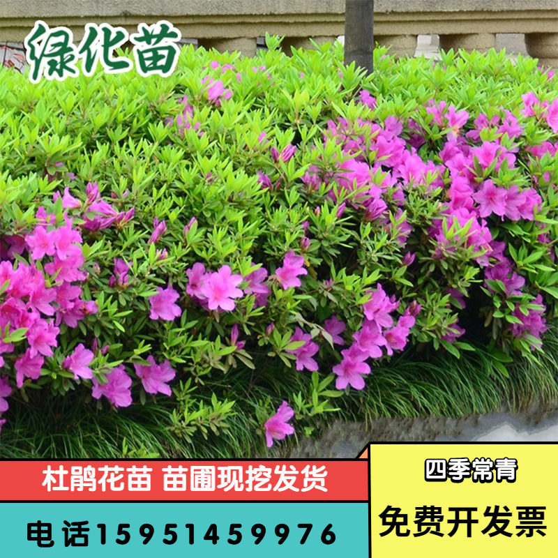 杜鹃苗木 四季常青庭院绿化苗木杜鹃 毛娟苗木庭院绿植花卉