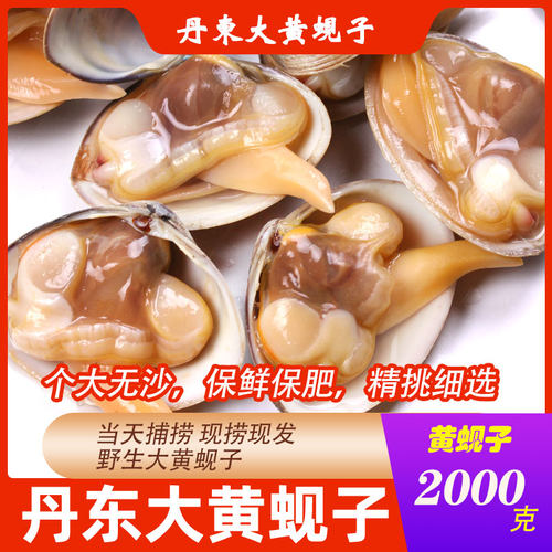 丹东特产大黄蚬子无沙黄蚬子肥蛤东港特产4斤无沙蛤蜊顺丰包邮