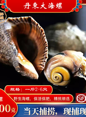 丹东大海螺特产海鲜海螺野生海螺鲜活新鲜野生贝类田螺特大海螺
