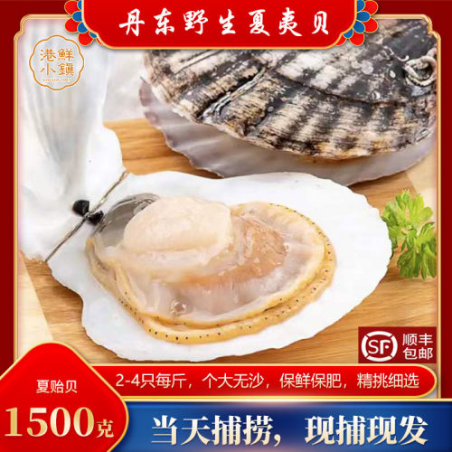 夏夷贝元贝圆贝扇贝贝壳