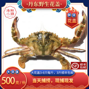 丹东大花盖螃蟹石蟹鲜活青蟹石甲大花蟹鲜活梭子蟹石头蟹鲜活海蟹