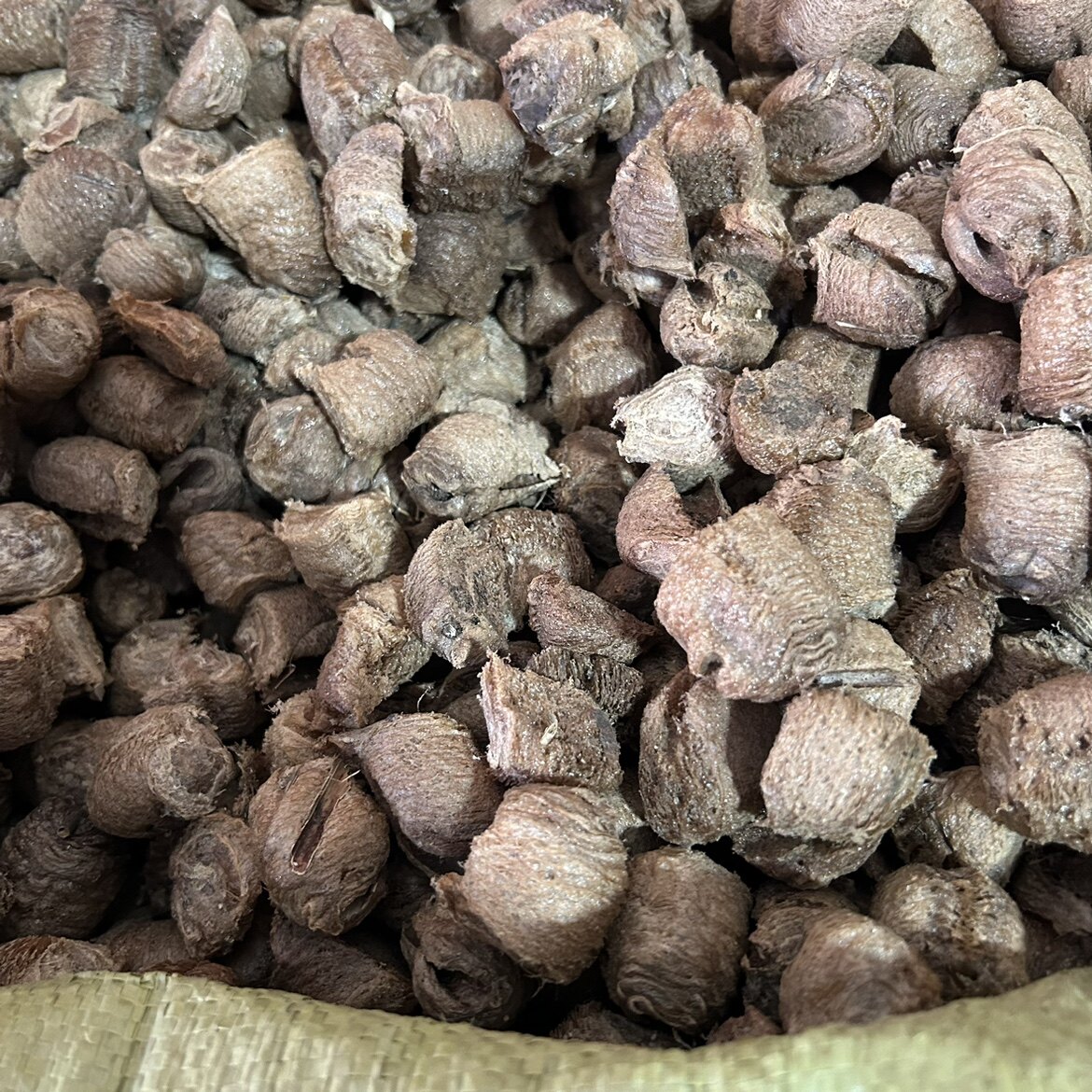 大桑螵蛸 1千克