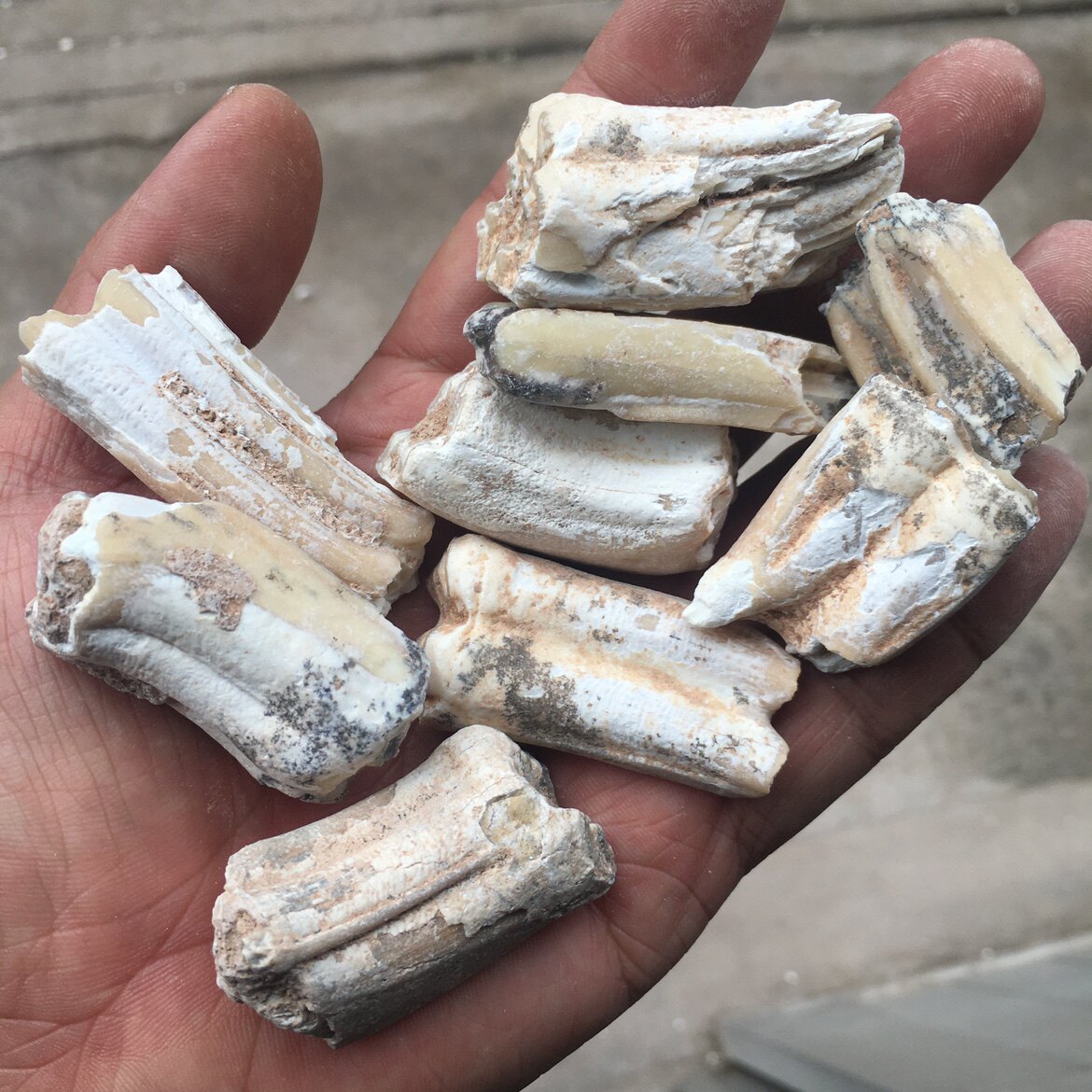 龙齿 1500一千克