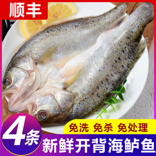 新鲜海鲈鱼开背冷冻特大鲈鱼鲜活七星鱼海鱼卢鱼半成品水产烤新鲜