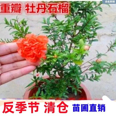 月季重瓣牡丹树苗石榴花带花苞
