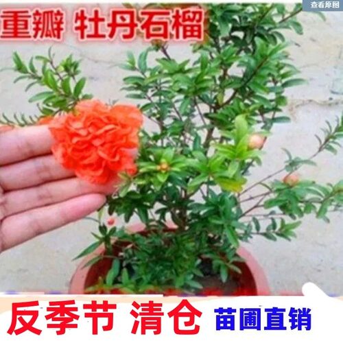 月季重瓣牡丹树苗石榴花带花苞