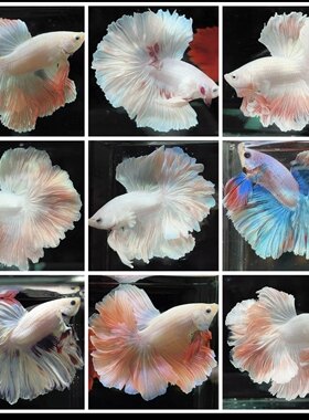 101一130号泰国斗鱼赛级宠物婚纱仙女半月超美热带观赏鱼好养耐活