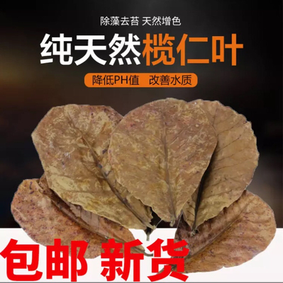 斗鱼榄仁叶懒人调节ph降低水族