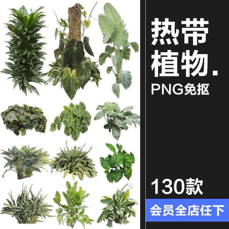 热带植物草叶绿植蕨类雨林png免抠图场景后期合成装饰元素png素材